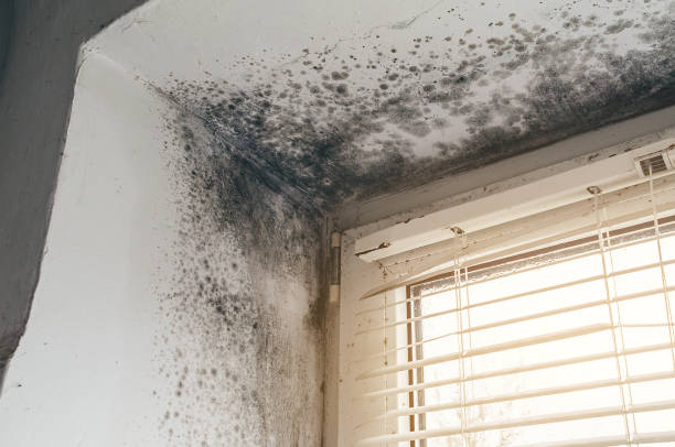 Affordable Mold Remediation solutions in Onley, VA