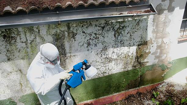 Trusted Mold Removal service in Onley, VA - Cheap Mold Removal